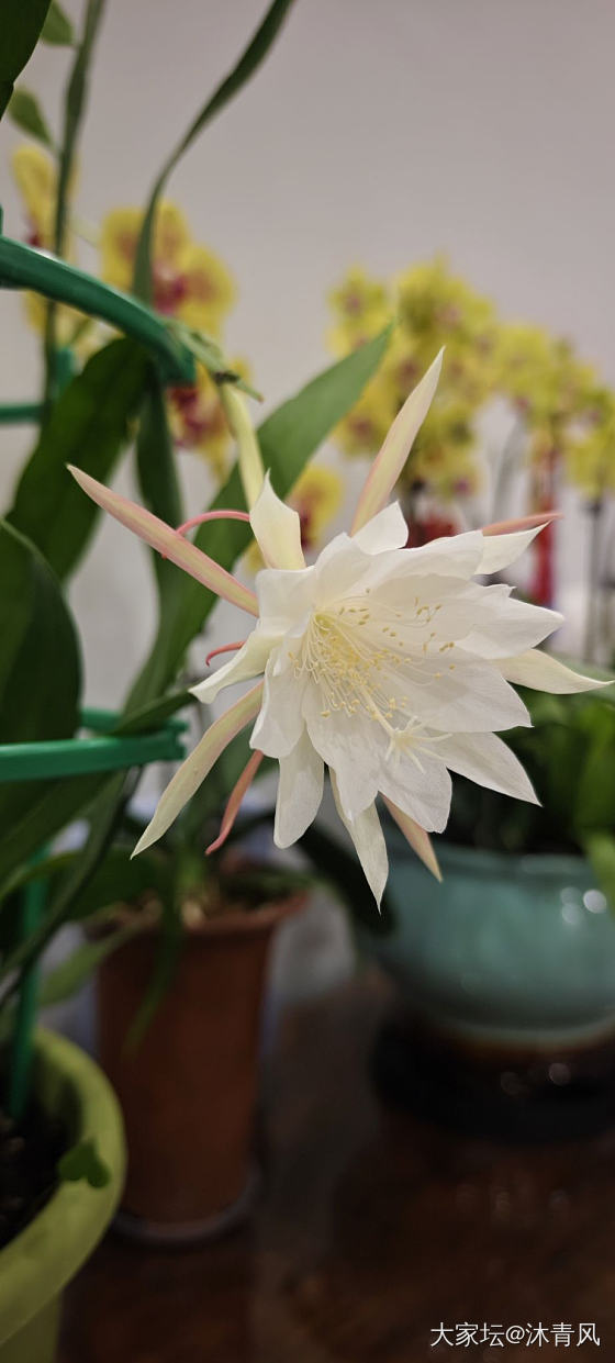 昙花一现_花