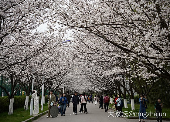 3月林大的樱花、桃花与二月兰_旅游