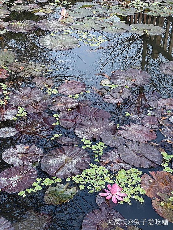 今天小香风搭澳白戒指_植物首饰
