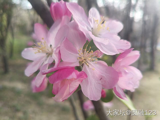 花_花植物