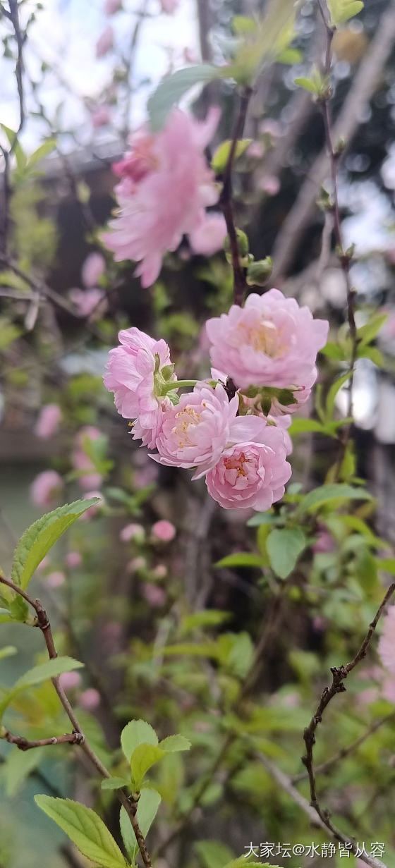 赏花花_花