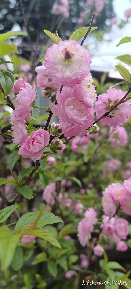 赏花花_花
