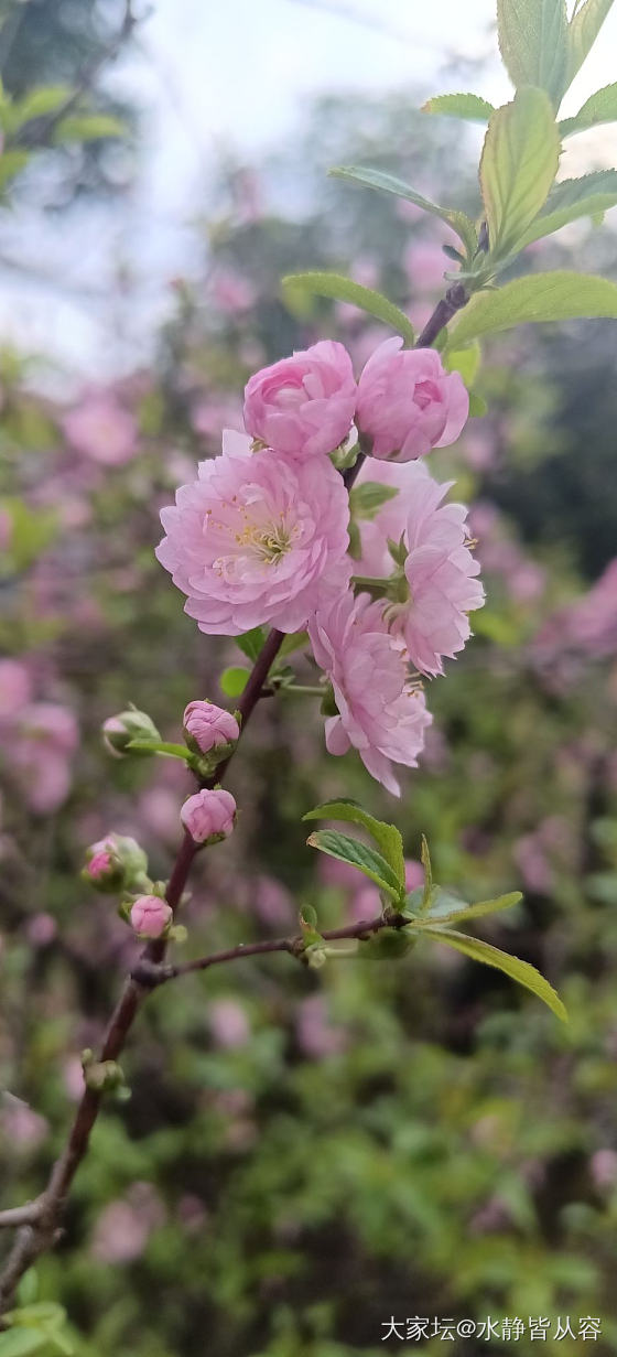 赏花花_花