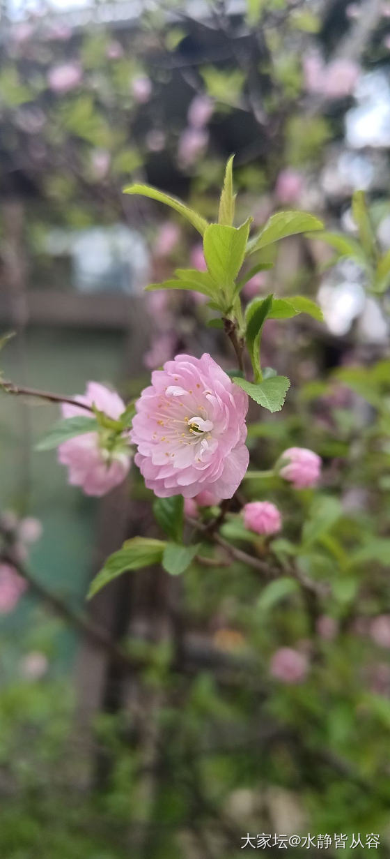 赏花花_花