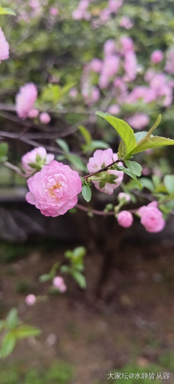 赏花花_花