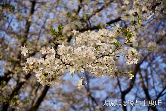来一波花花_花