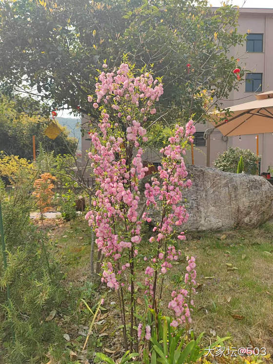 35度的春天，看看我院子里的花花们_生活花