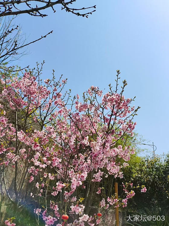 35度的春天，看看我院子里的花花们_生活花