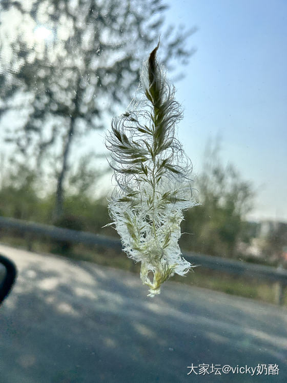 童年的美好回忆—谷荻_植物