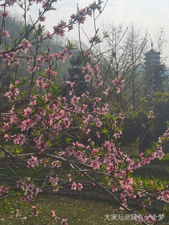 今天请假，一个人去和春天约会了_旅游