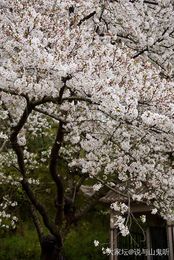 又来发花花了，别嫌我烦哈_花