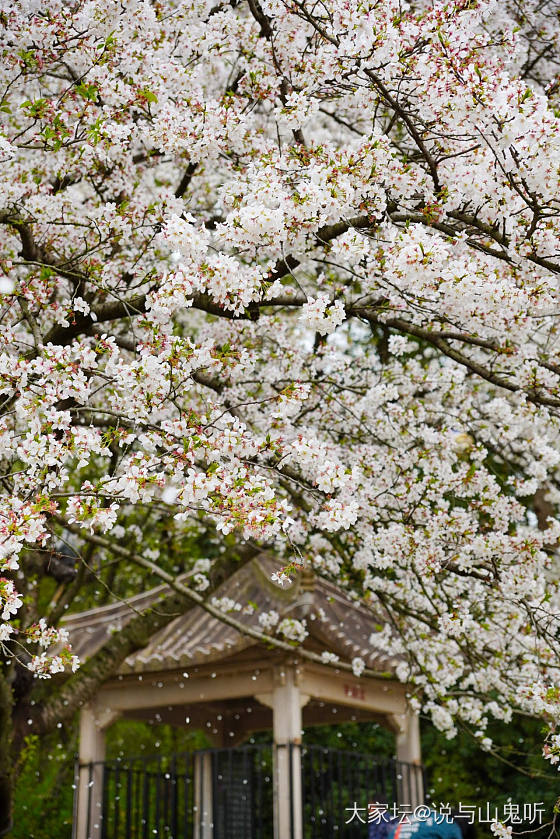 又来发花花了，别嫌我烦哈_花