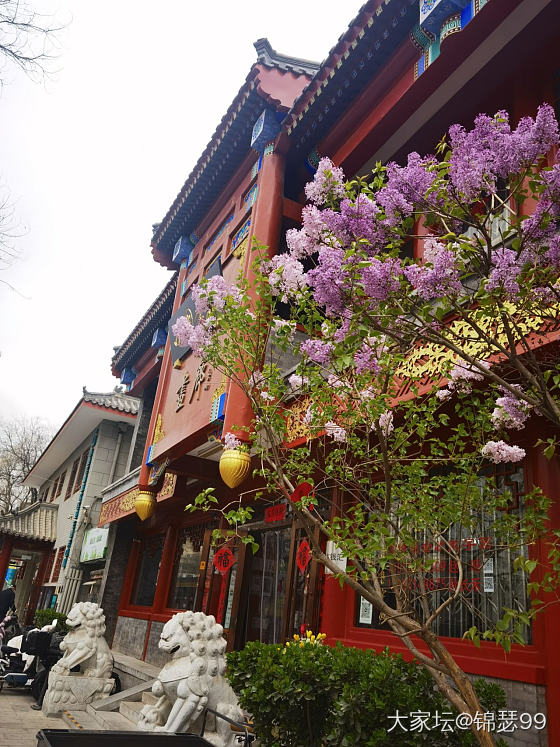 北京的花季_花