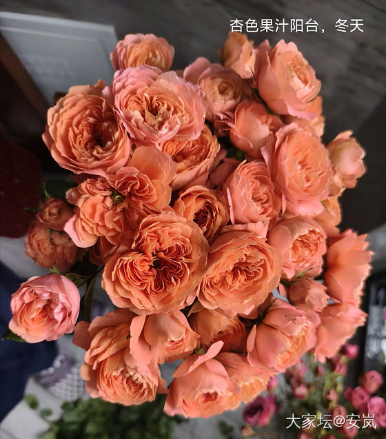 虽然，她们都是月季_花