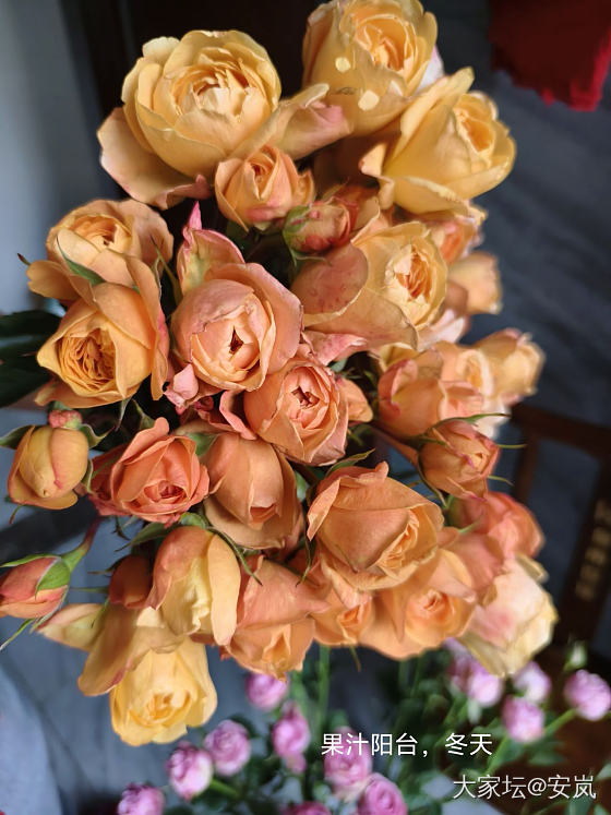 虽然，她们都是月季_花