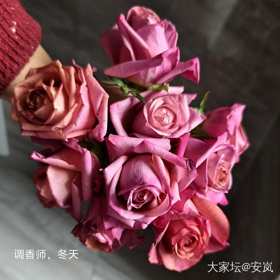 虽然，她们都是月季_花