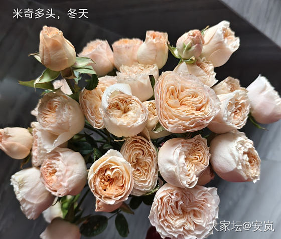 虽然，她们都是月季_花