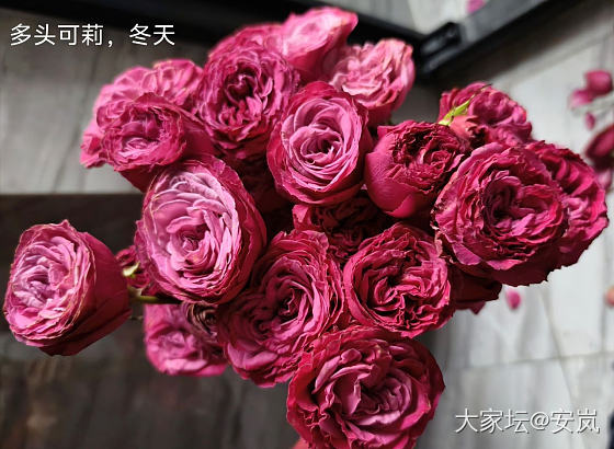 虽然，她们都是月季_花