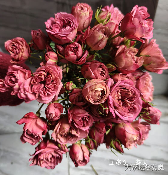 虽然，她们都是月季_花