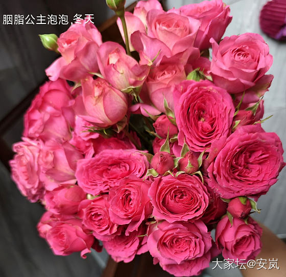 虽然，她们都是月季_花