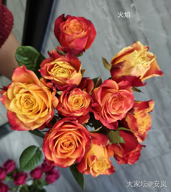 虽然，她们都是月季_花