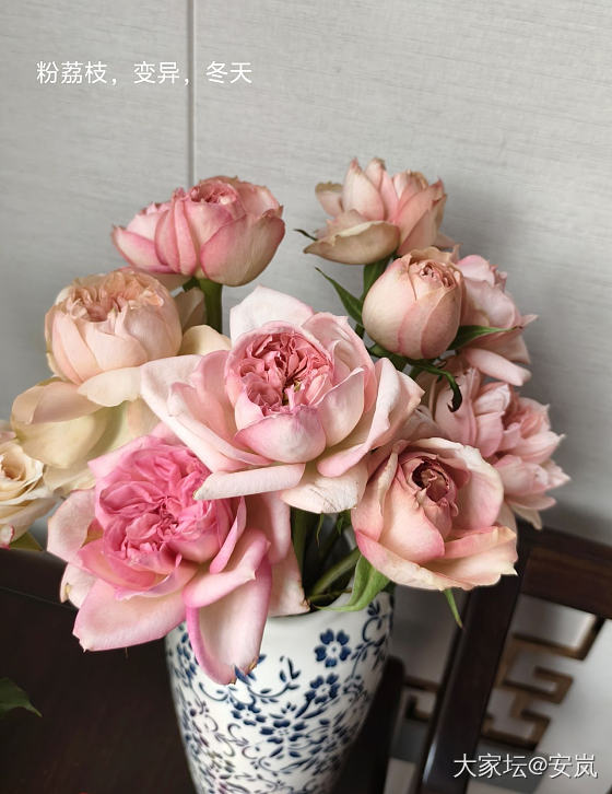 虽然，她们都是月季_花