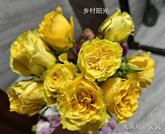 虽然，她们都是月季_花