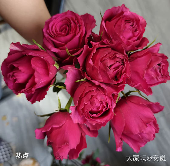 虽然，她们都是月季_花