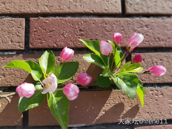 享受春天_植物花