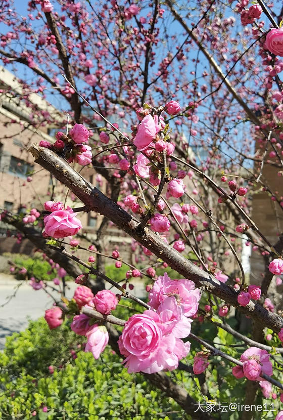 享受春天_植物花