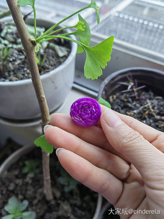 舒俱来牡丹花牌镶嵌好了_舒俱来