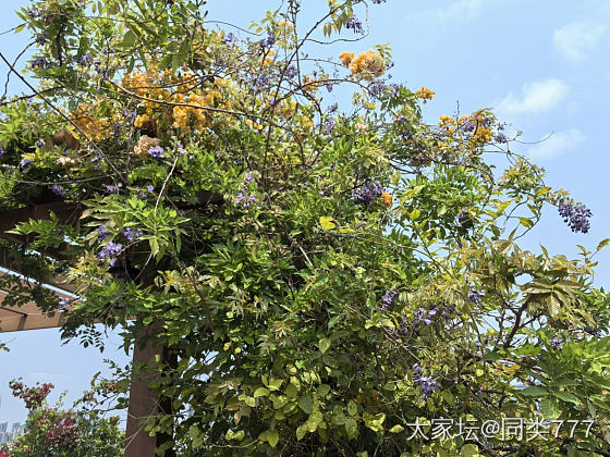 花都开好了_花