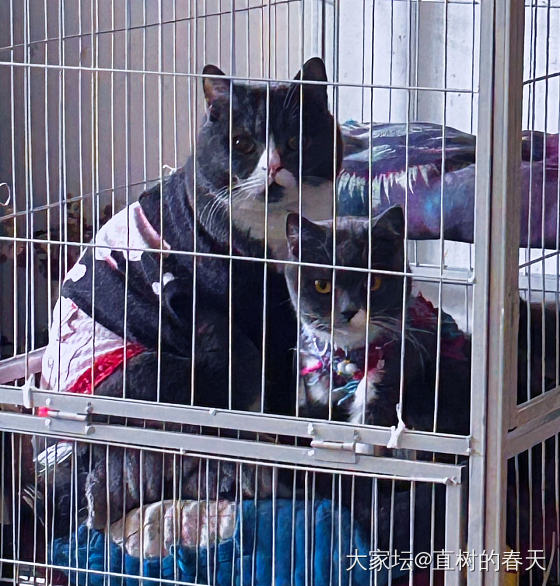 被小der湿吻，亏了～_闲聊猫