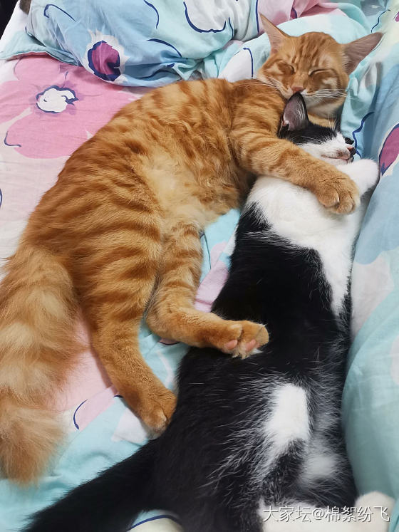 被小der湿吻，亏了～_闲聊猫