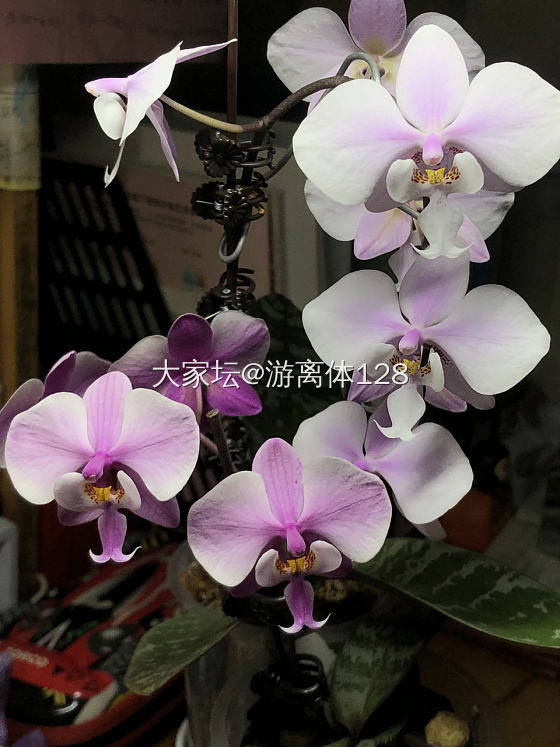 说出你不买黄金以外，有哪些其他烧钱的东西，晒图为证！_闲聊
