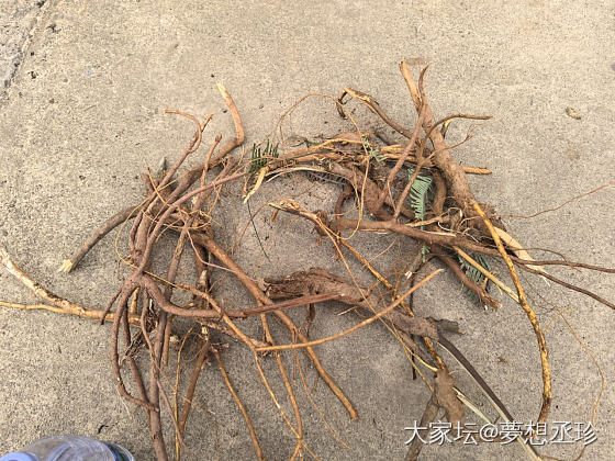 今天的支线任务_植物