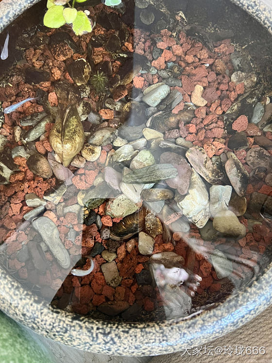 喜添小鱼_水族类