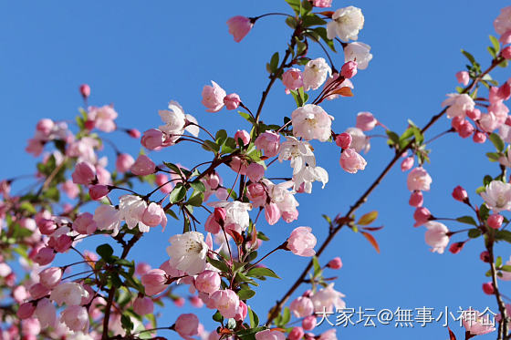 最喜欢春天的海棠花了_花