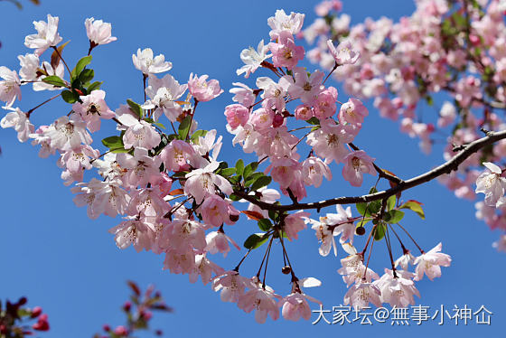 最喜欢春天的海棠花了_花