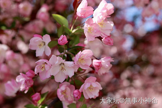 最喜欢春天的海棠花了_花