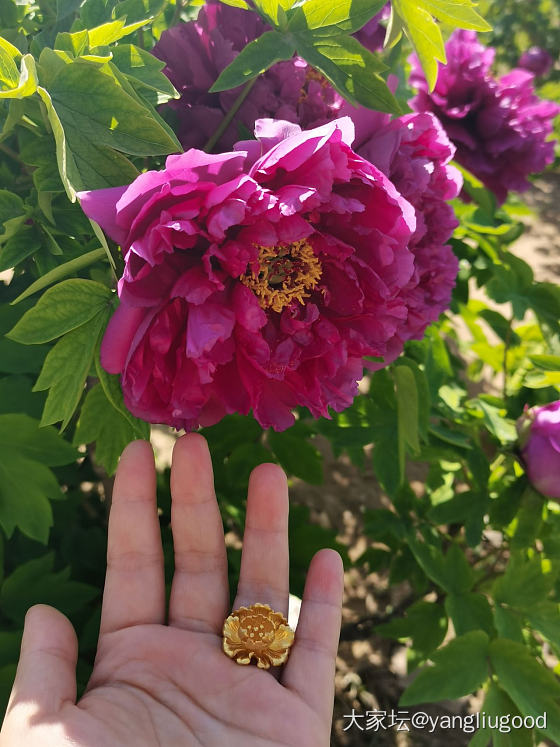 戴着牡丹去看牡丹☺️_花金