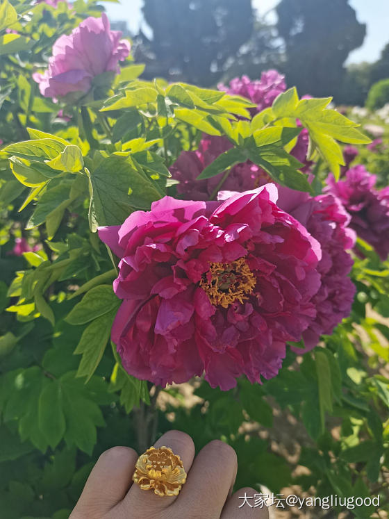 戴着牡丹去看牡丹☺️_花金