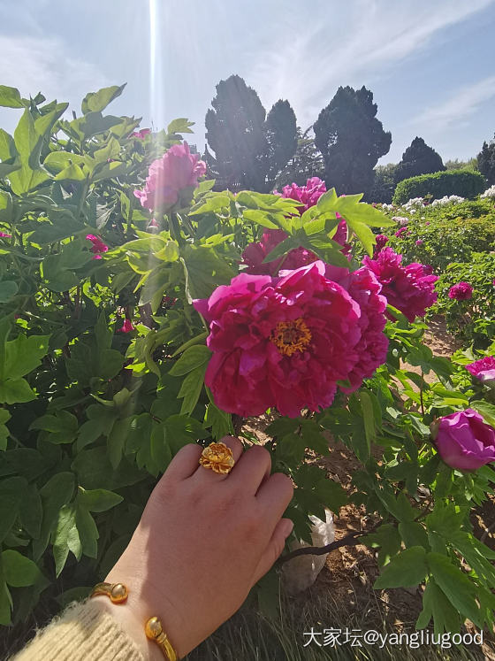 戴着牡丹去看牡丹☺️_花金
