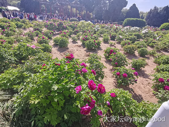 戴着牡丹去看牡丹☺️_花金