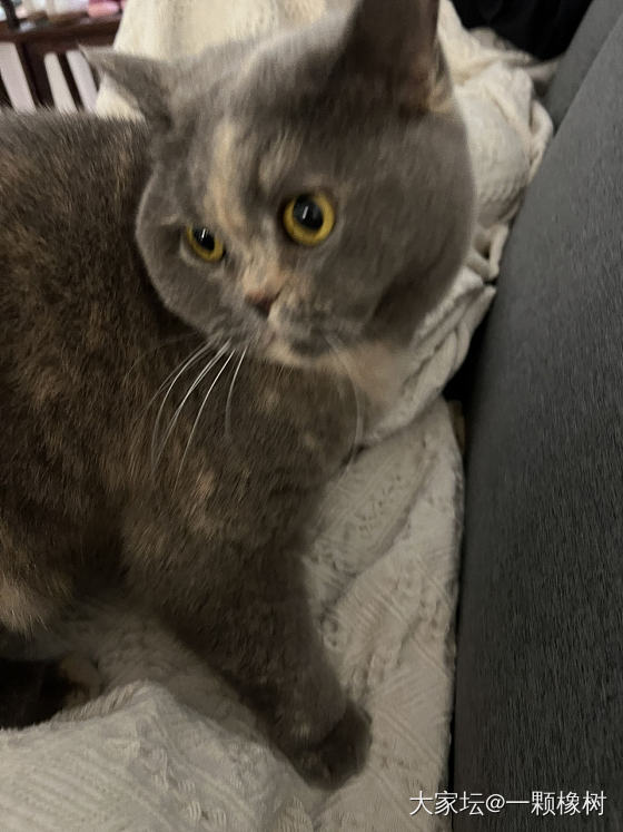 粘人大脸猫🐱_生活宠物