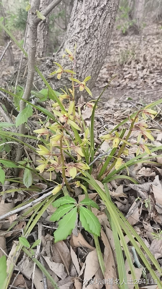 今年干旱，兰草花都开的蔫不拉几的_花