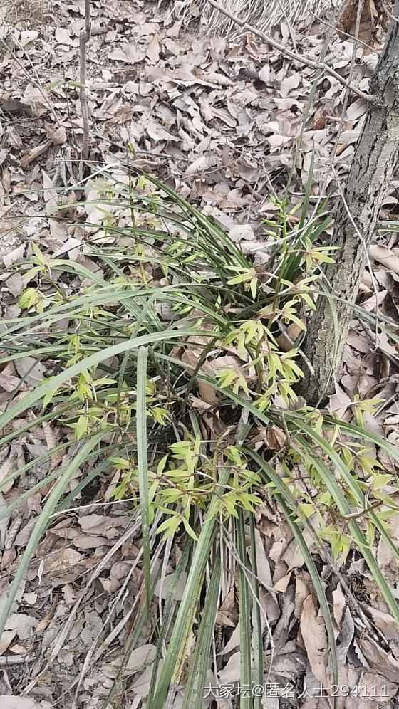 今年干旱，兰草花都开的蔫不拉几的_花