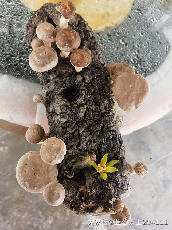 今年干旱，兰草花都开的蔫不拉几的_花