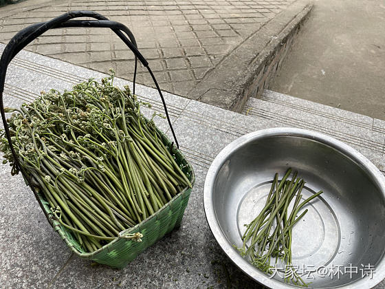 这几天一直关注金价，转移下注意力摘野菜去_美食植物