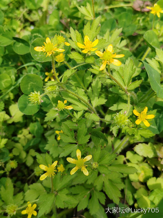 人间四月天，春暖花开时。_植物金